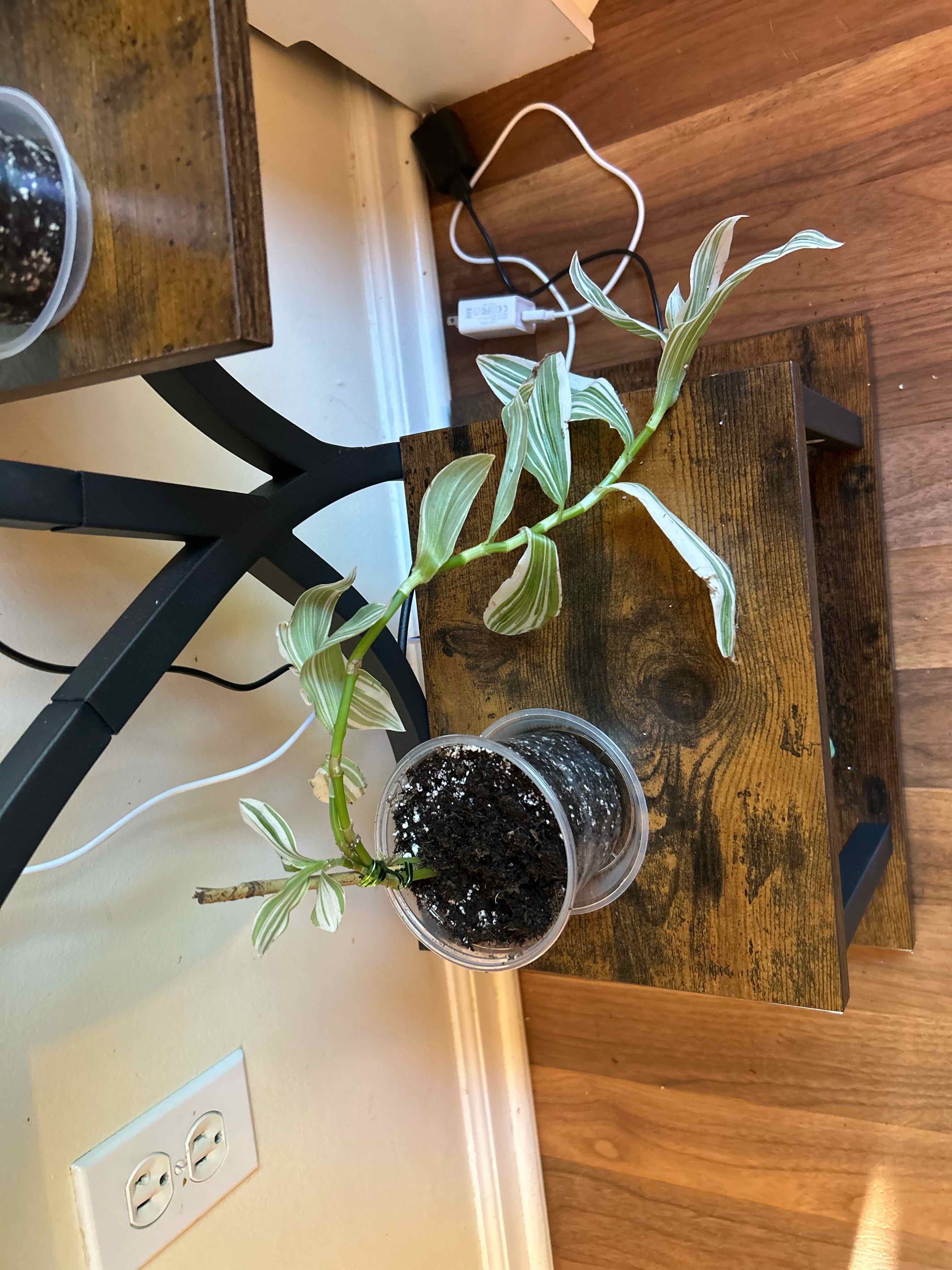 Photo of the plant species Pistachio White by @RadMastic13 named Marley on Greg, the plant care app