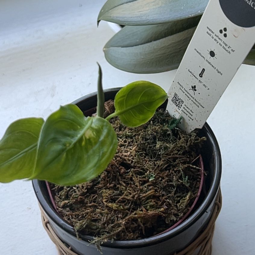 Photo of the plant species Dumb cane,Leopard lily by @RichlyKowhai13 named Zion on Greg, the plant care app