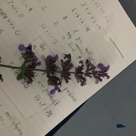 Photo of the plant species Meadow Sage by @CozyPilea81 named Lola on Greg, the plant care app