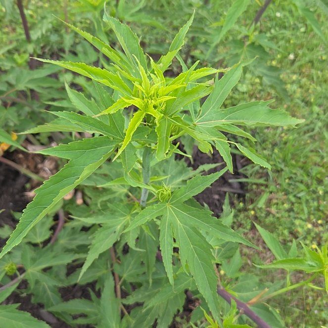 Photo of the plant species Scarlet Hibiscus by @KingpinFuscia21 named Darwin on Greg, the plant care app