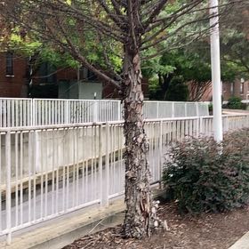 Photo of the plant species River Birch by @ValidRedclaws99 named Mollie on Greg, the plant care app
