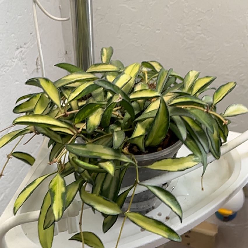 Photo of the plant species Hoya Wayetti by @HipAnahaw34 named Hamilton on Greg, the plant care app