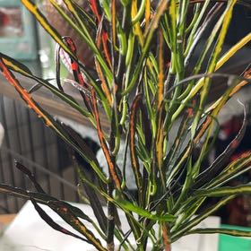 Photo of the plant species Picasso's Paintbrush by @HipAnahaw34 named Tupot amaroot on Greg, the plant care app