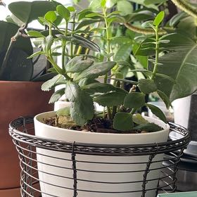 Photo of the plant species Flaming Katy 'Ares' by @HipAnahaw34 named Luna on Greg, the plant care app