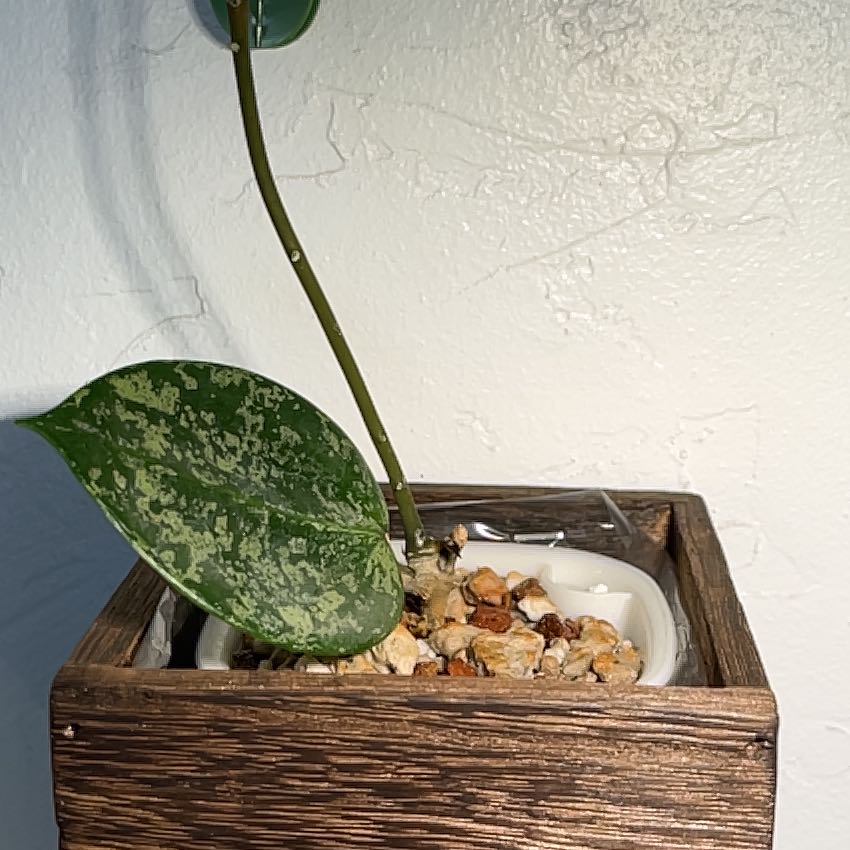 Photo of the plant species Hoya parasitica Splash by @HipAnahaw34 named Muhammad Ali on Greg, the plant care app
