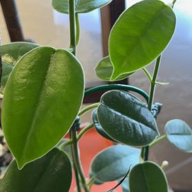 Photo of the plant species waxplant by @HipAnahaw34 named Taylor Swift on Greg, the plant care app