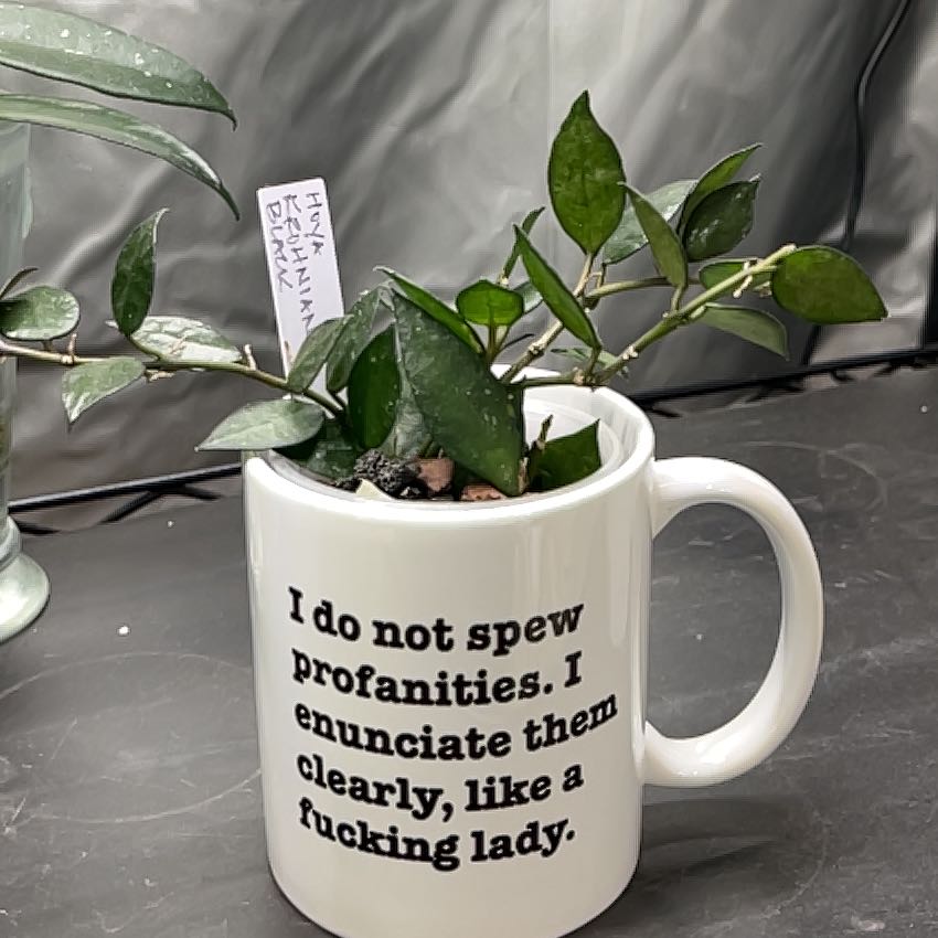 Photo of the plant species Hoya krohniana black by @HipAnahaw34 named Kobe on Greg, the plant care app