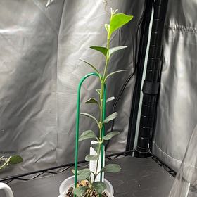 Photo of the plant species Hoya Manipurensis by @HipAnahaw34 named Girlfrond on Greg, the plant care app