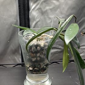 Photo of the plant species Hoya Minibelle by @HipAnahaw34 named Leaf Erickson on Greg, the plant care app