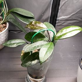 Photo of the plant species Hoya Crystal by @HipAnahaw34 named Baesil on Greg, the plant care app