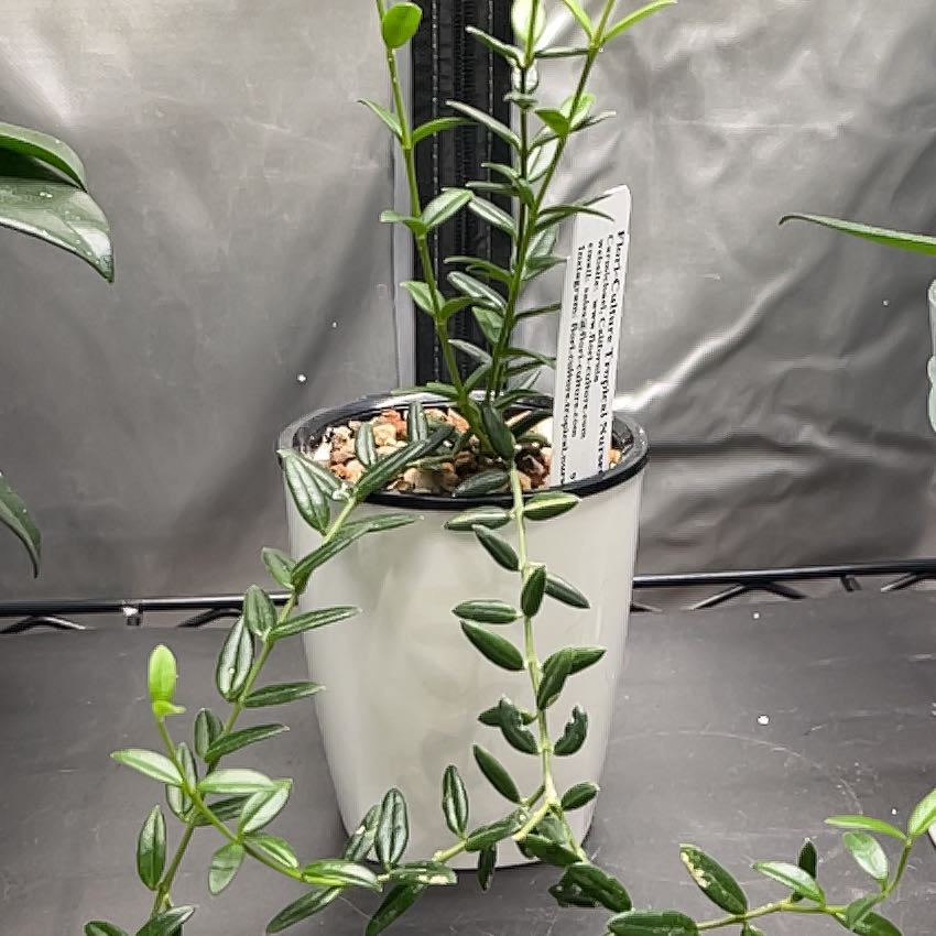 Photo of the plant species Waxflower by @HipAnahaw34 named Anne on Greg, the plant care app