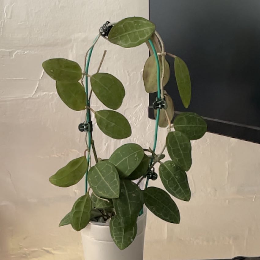 Photo of the plant species Hoya elliptica by @HipAnahaw34 named Rosa on Greg, the plant care app