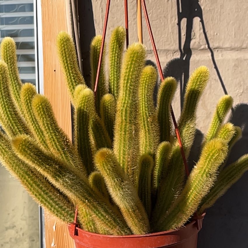 Photo of the plant species Golden Rat Tail by @HipAnahaw34 named Morgan Treeman on Greg, the plant care app