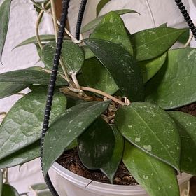 Photo of the plant species Hoya Lacunosa Silver by @HipAnahaw34 named Wednesday on Greg, the plant care app