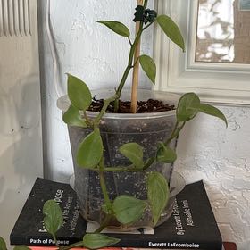 Photo of the plant species Variegated Peperomia Scandens by @HipAnahaw34 named Clippord on Greg, the plant care app