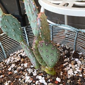 Photo of the plant species Black-Spined Prickly Pear by @HipAnahaw34 named Grimhilde on Greg, the plant care app