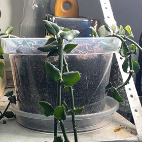 Photo of the plant species Parachute Plant by @HipAnahaw34 named Plantatrooper on Greg, the plant care app