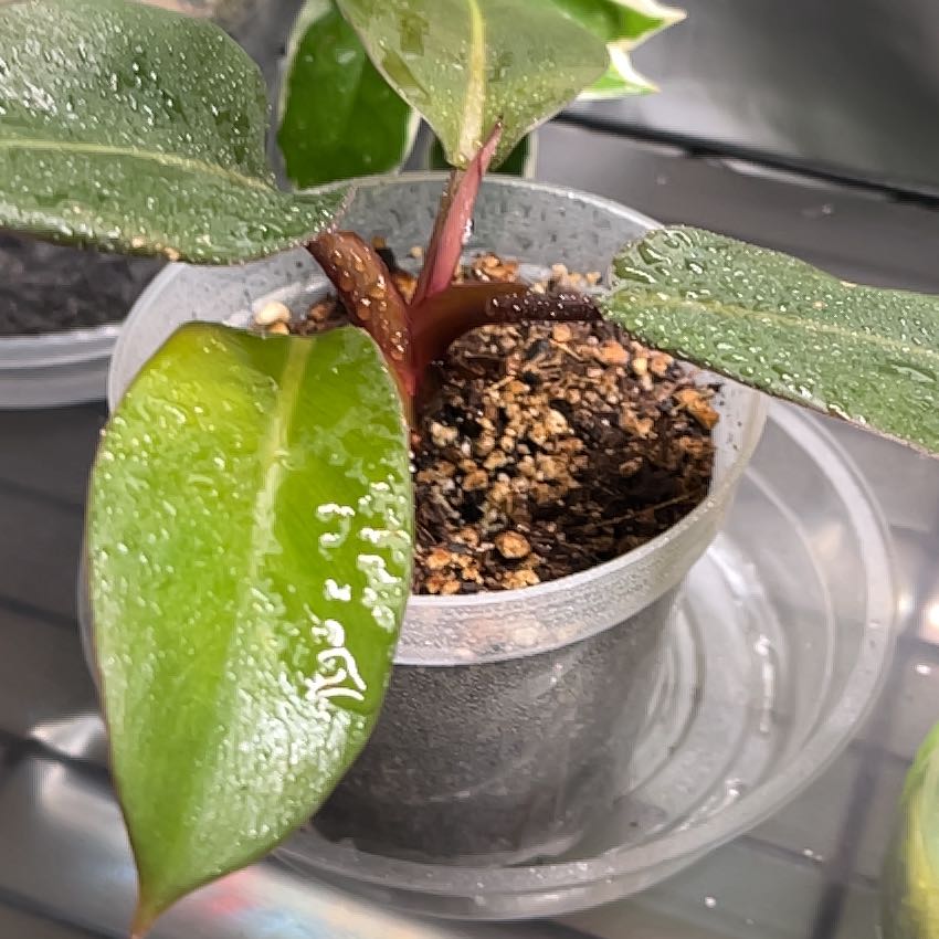 Photo of the plant species Green Princess by @HipAnahaw34 named Iwa on Greg, the plant care app