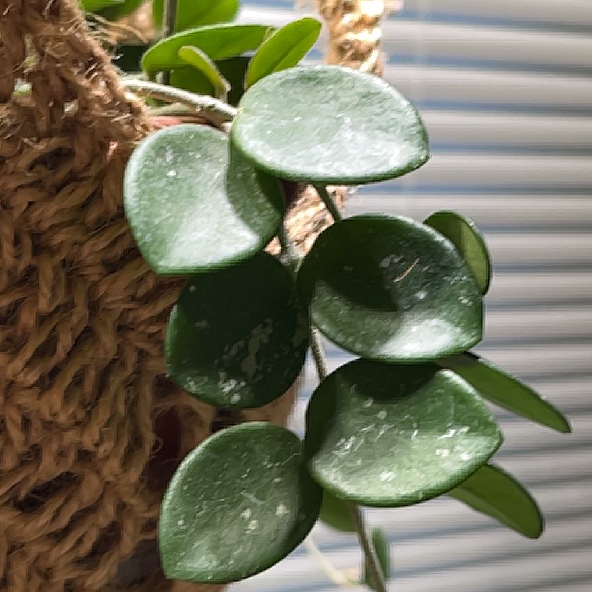 Photo of the plant species Hoya nummularia by @HipAnahaw34 named Clooney on Greg, the plant care app