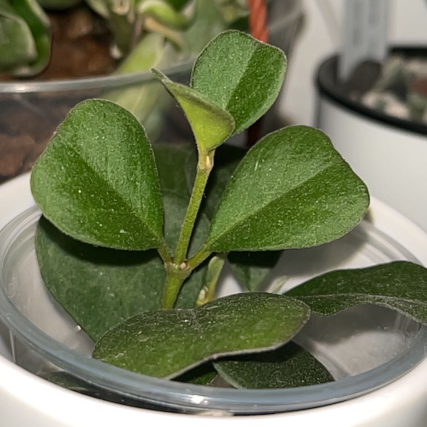Photo of the plant species Hoya Manipurensis by @HipAnahaw34 named Manny on Greg, the plant care app