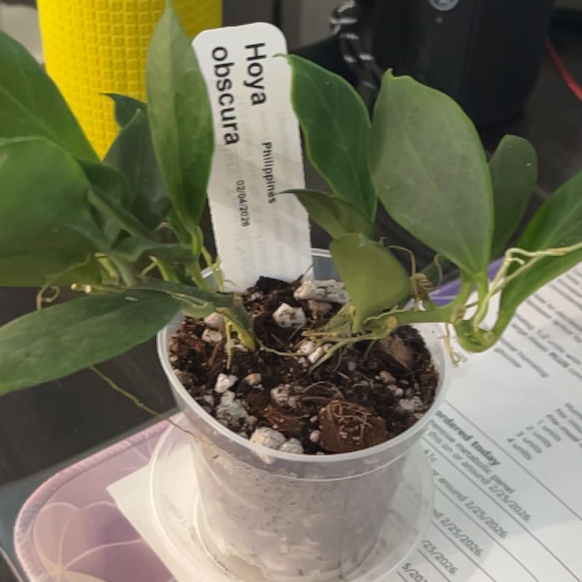 Photo of the plant species Hoya obscura by @HipAnahaw34 named Scooby on Greg, the plant care app