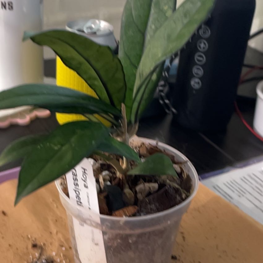 Photo of the plant species Hoya crassipetiolata by @HipAnahaw34 named Cassandra on Greg, the plant care app