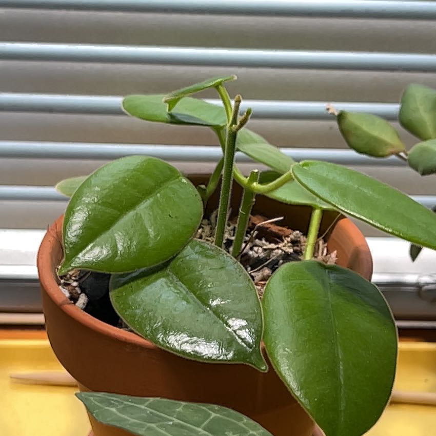 Photo of the plant species waxplant by @HipAnahaw34 named Pumps on Greg, the plant care app