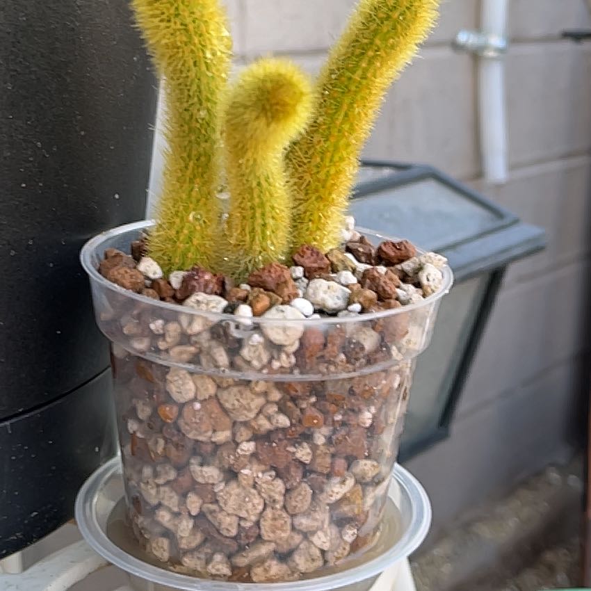 Photo of the plant species Golden Rat Tail by @HipAnahaw34 named Goldie on Greg, the plant care app
