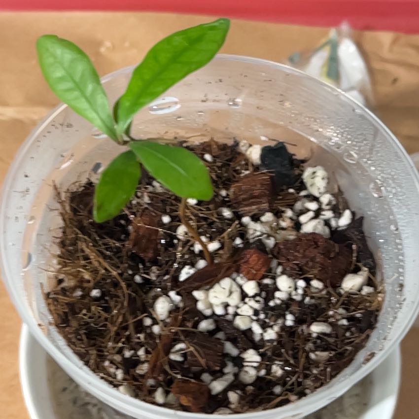 Photo of the plant species miracle fruit by @HipAnahaw34 named Mira on Greg, the plant care app