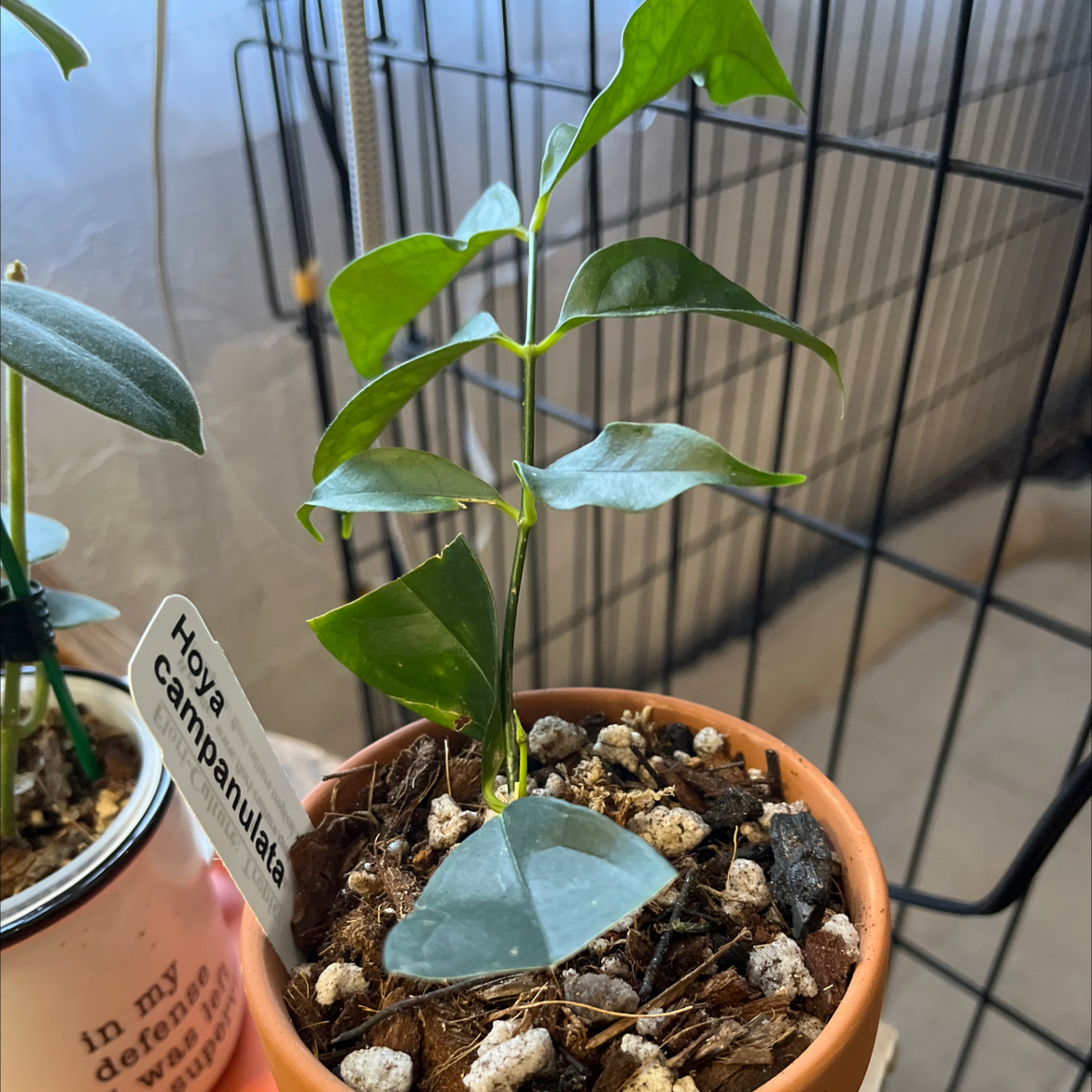 Photo of the plant species Hoya Campanulata by @HipAnahaw34 named Delilah on Greg, the plant care app