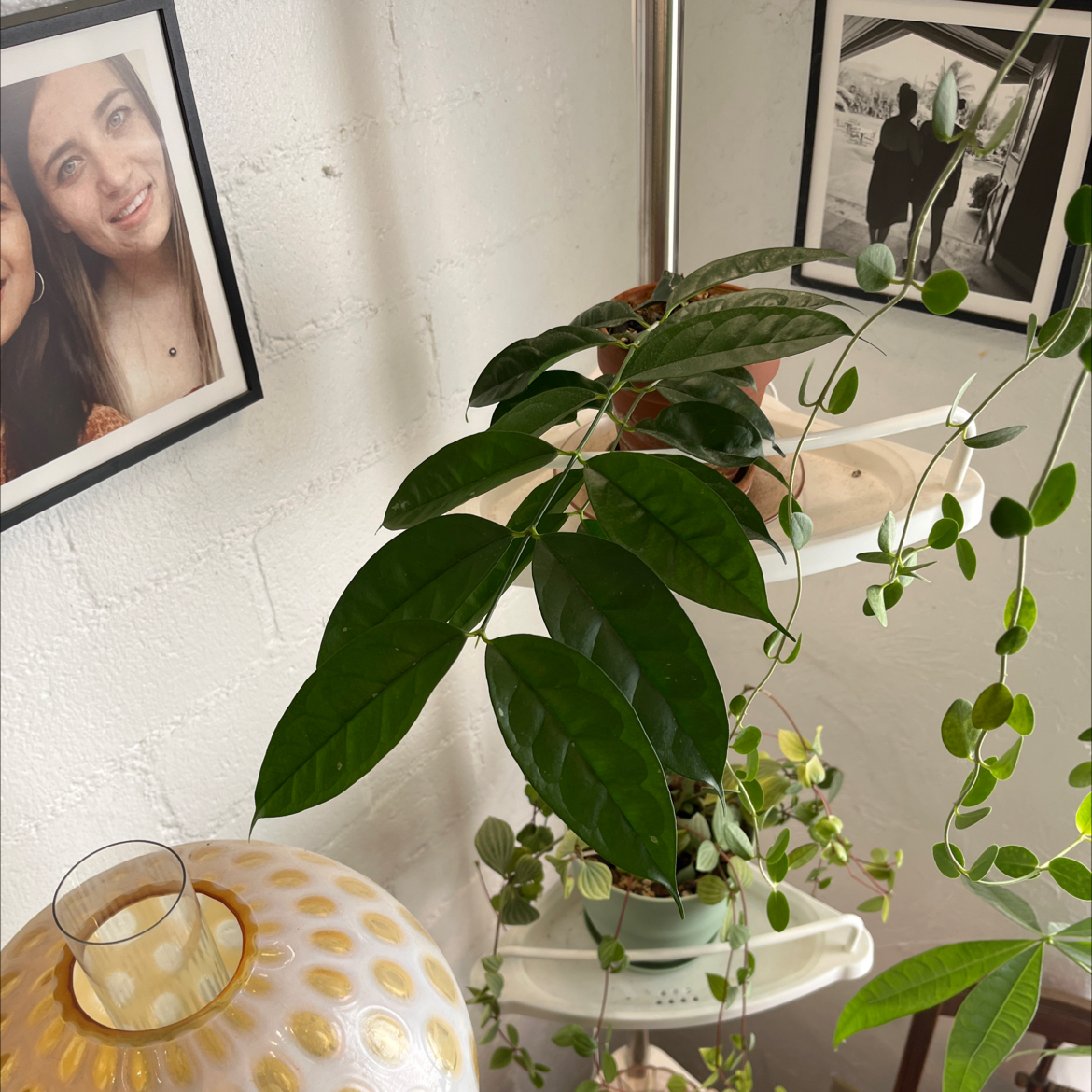 Photo of the plant species Hoya Campanulata by @HipAnahaw34 named Delilah on Greg, the plant care app