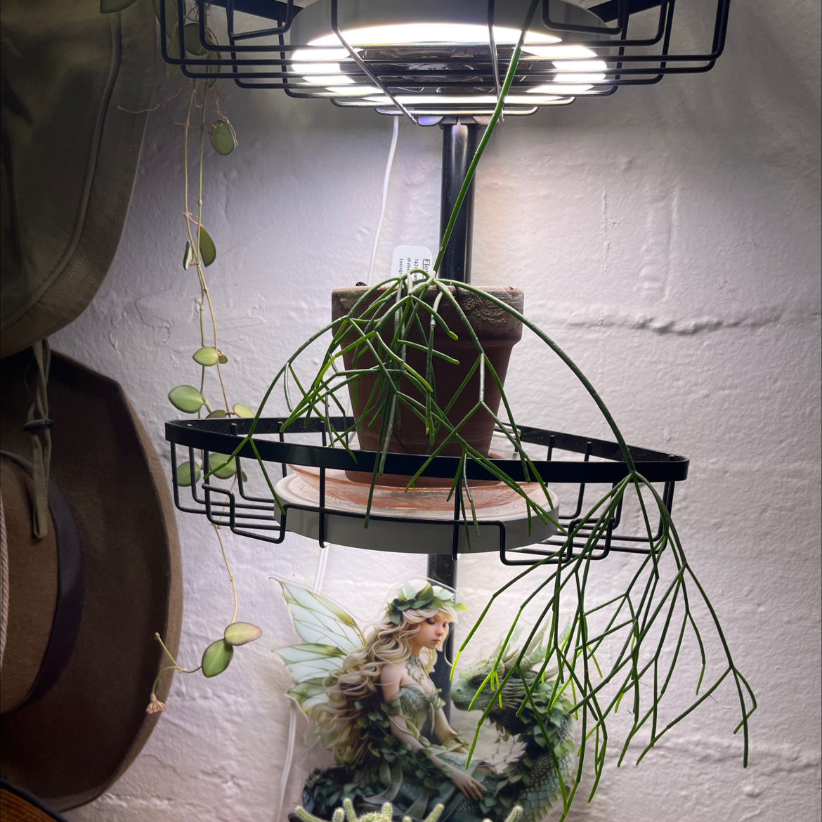 Photo of the plant species Mistletoe Cactus by @HipAnahaw34 named Terra on Greg, the plant care app