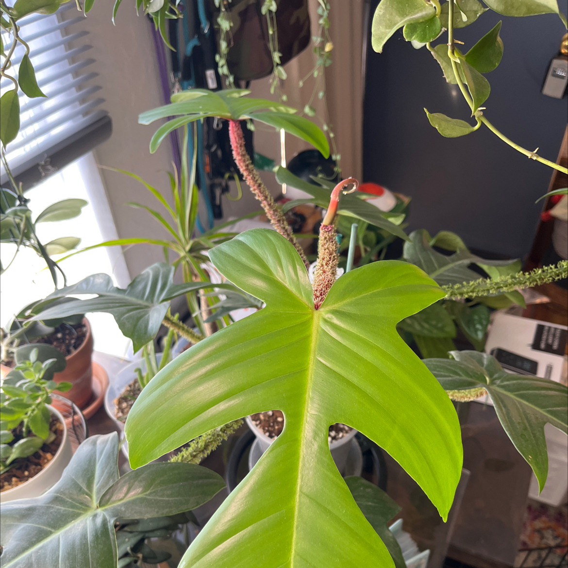 Photo of the plant species red bristle philodendendrum by @HipAnahaw34 named Emerson on Greg, the plant care app