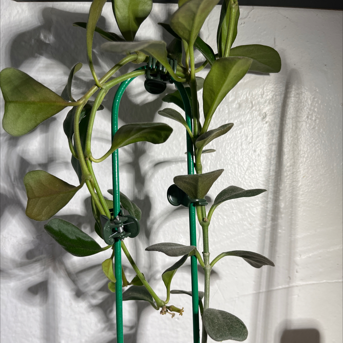 Photo of the plant species Hoya Manipurensis by @HipAnahaw34 named Girlfrond on Greg, the plant care app