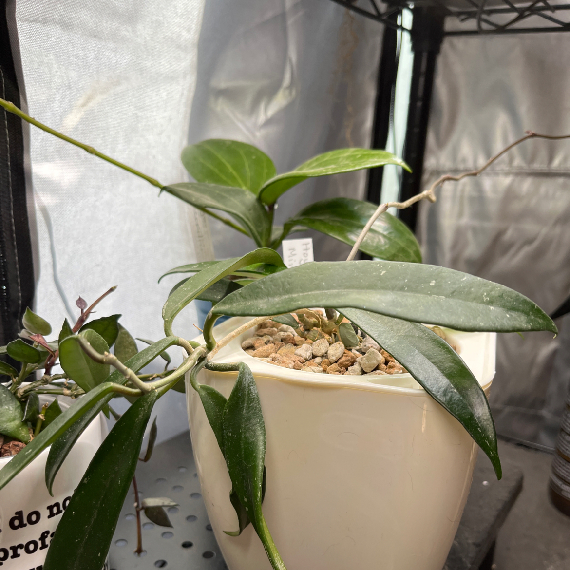 Photo of the plant species Hoya Minibelle by @HipAnahaw34 named Leaf Erickson on Greg, the plant care app