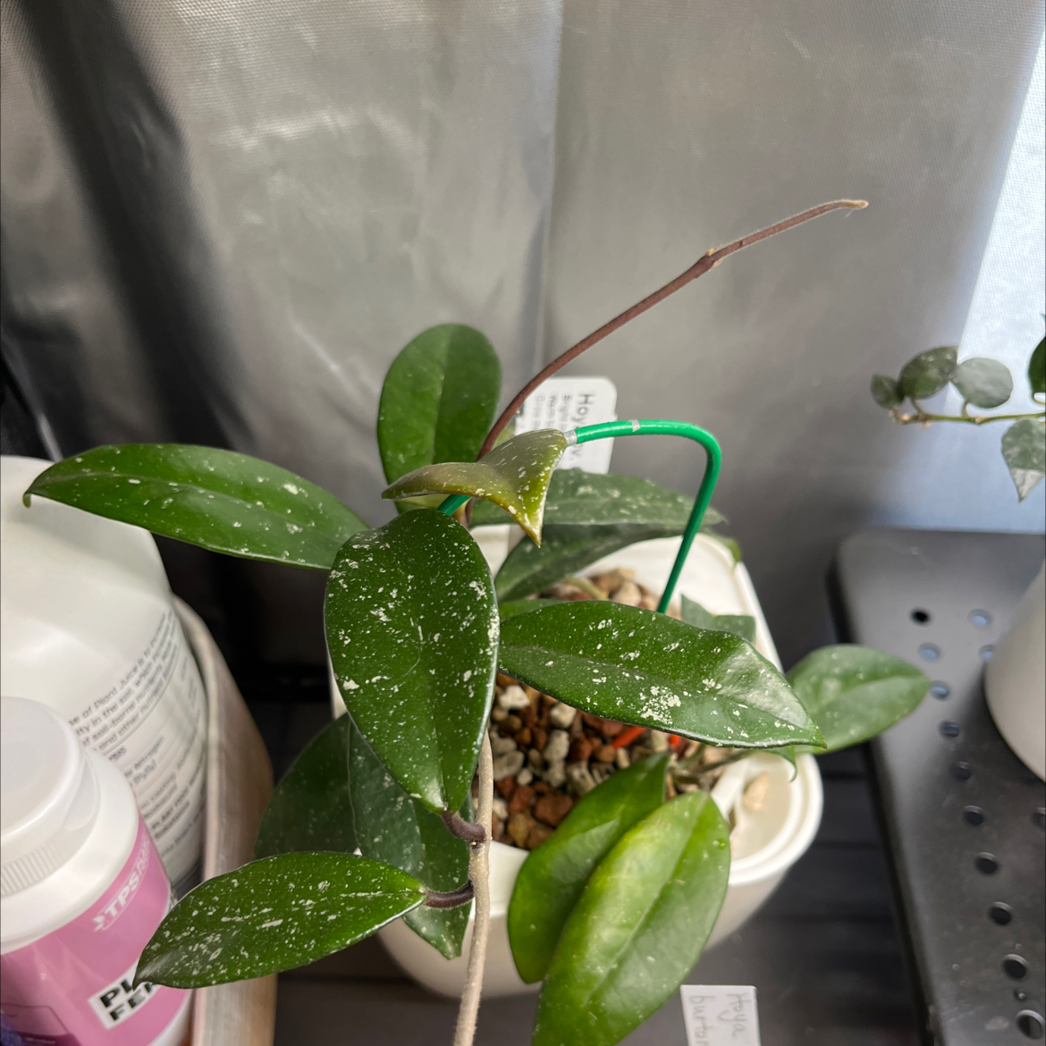 Photo of the plant species Hoya Crystal by @HipAnahaw34 named Baesil on Greg, the plant care app