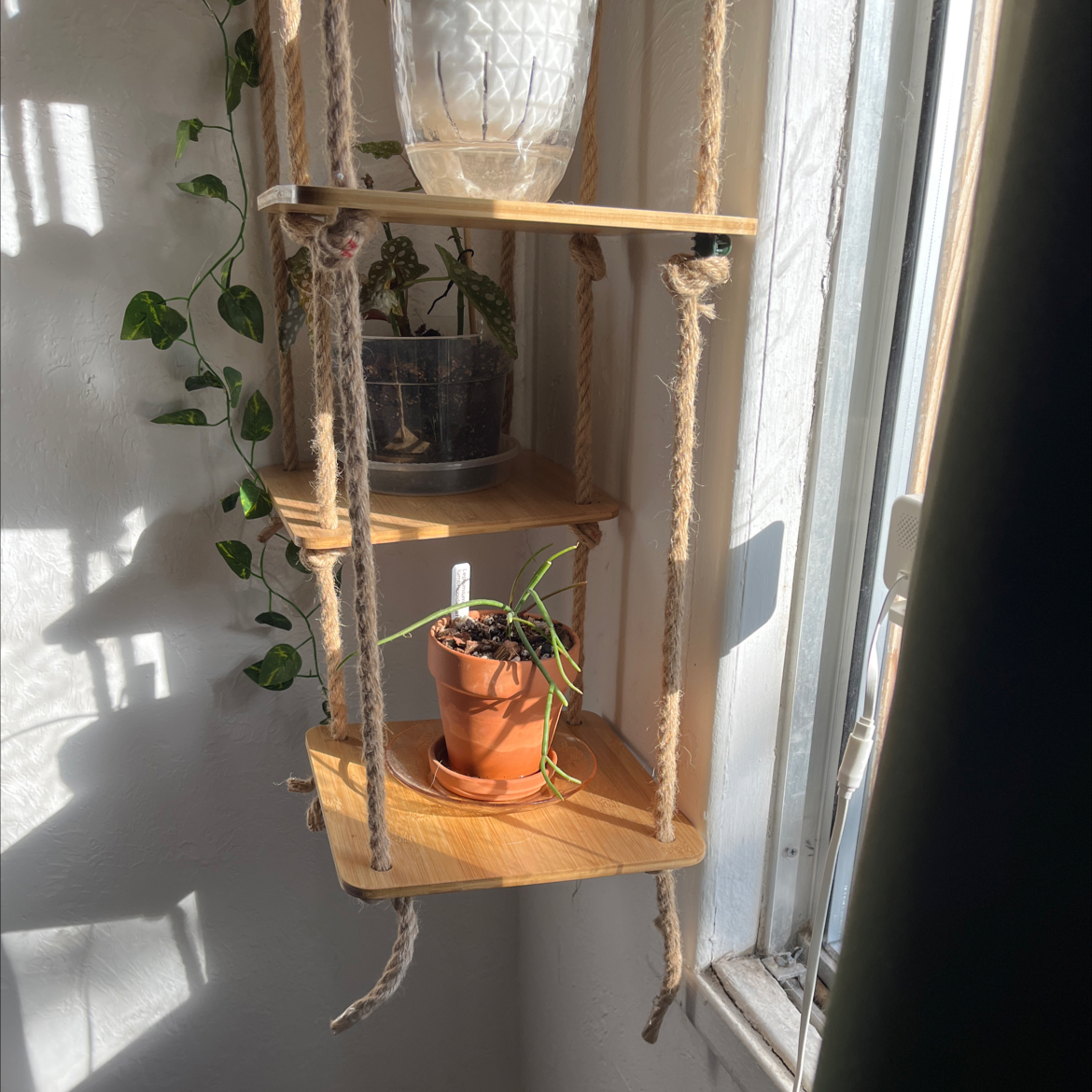 Photo of the plant species Lumbricoid Rhipsalis by @HipAnahaw34 named Sahara on Greg, the plant care app