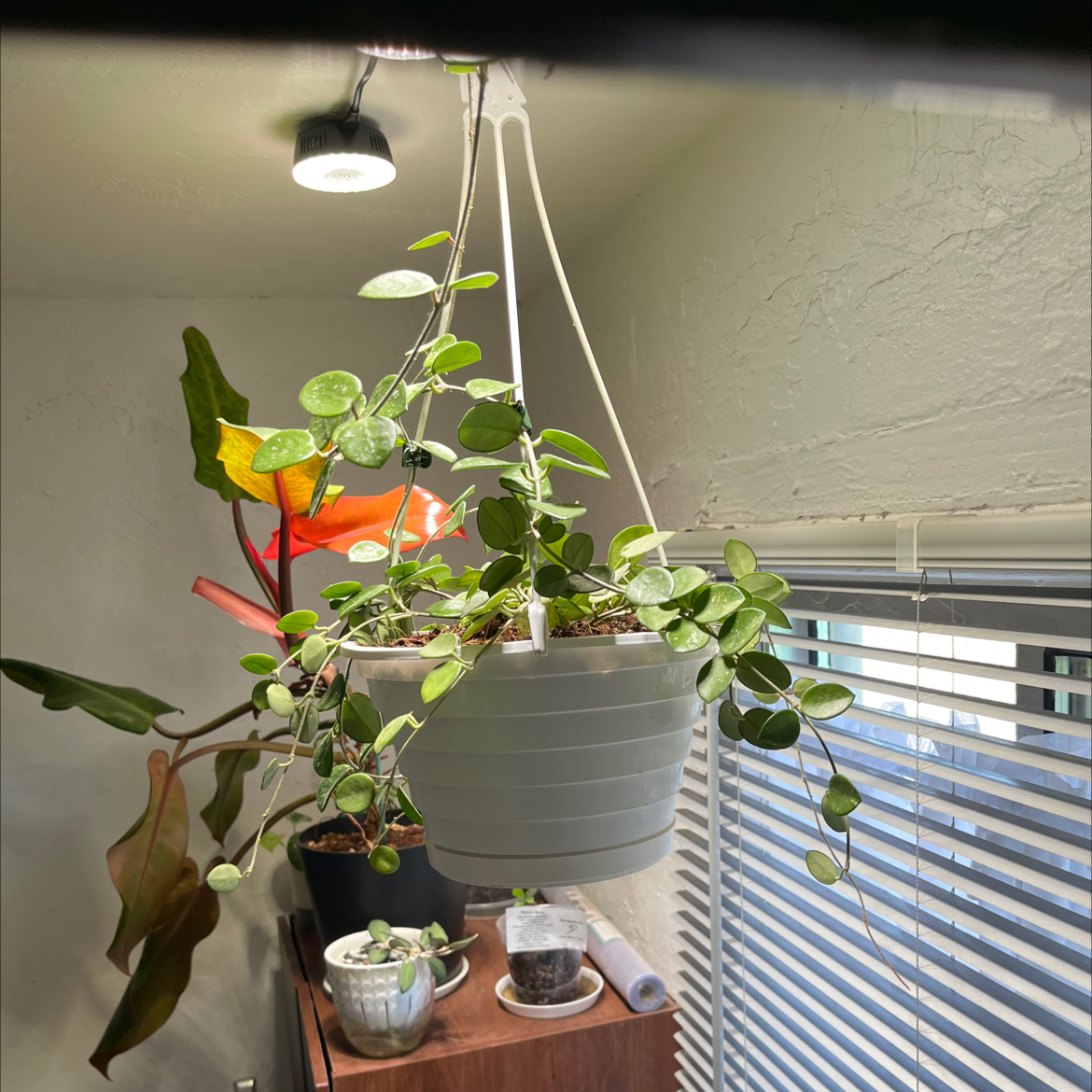 Photo of the plant species Hoya nummularia by @HipAnahaw34 named Clooney on Greg, the plant care app