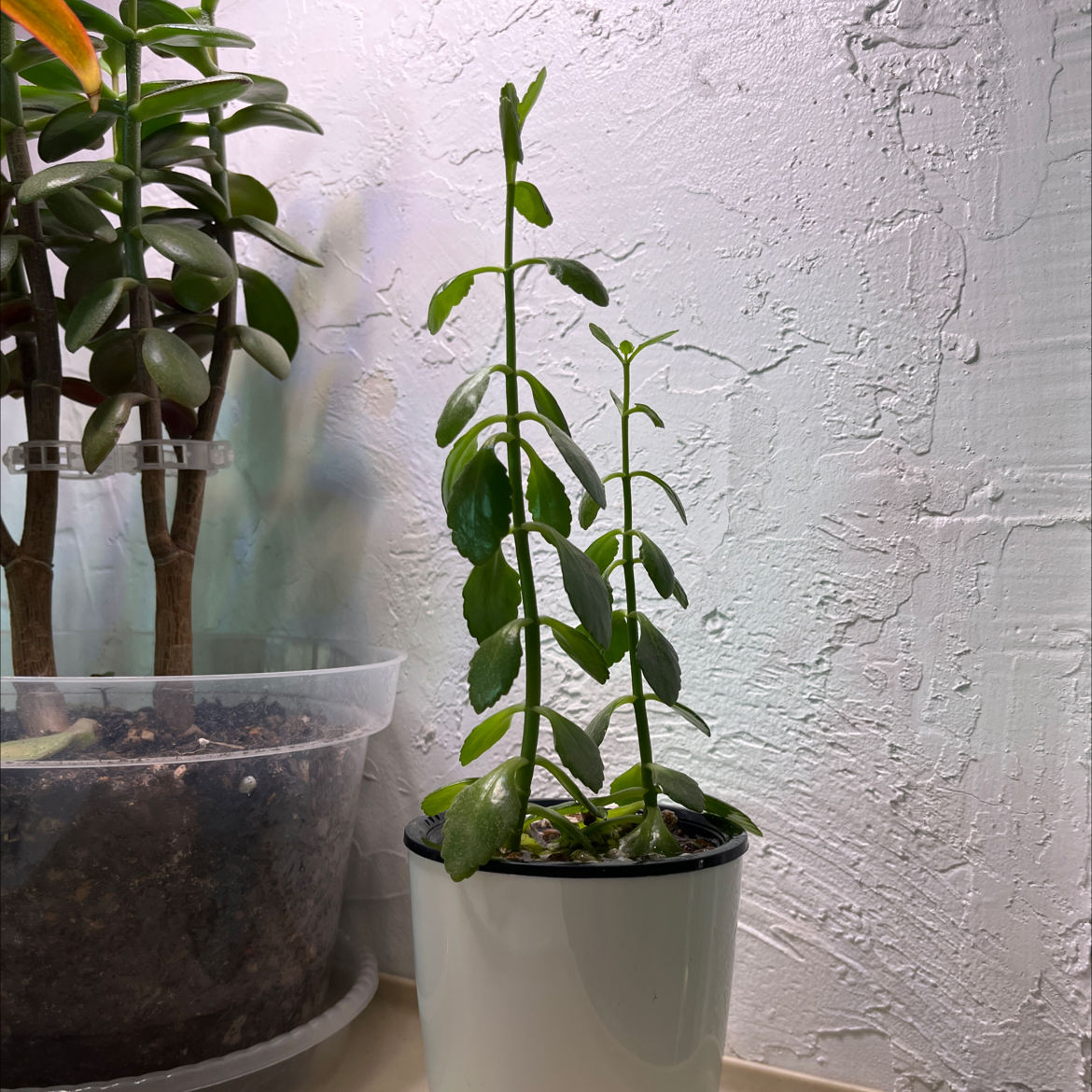 Photo of the plant species Flaming Katy by @HipAnahaw34 named Katherine on Greg, the plant care app