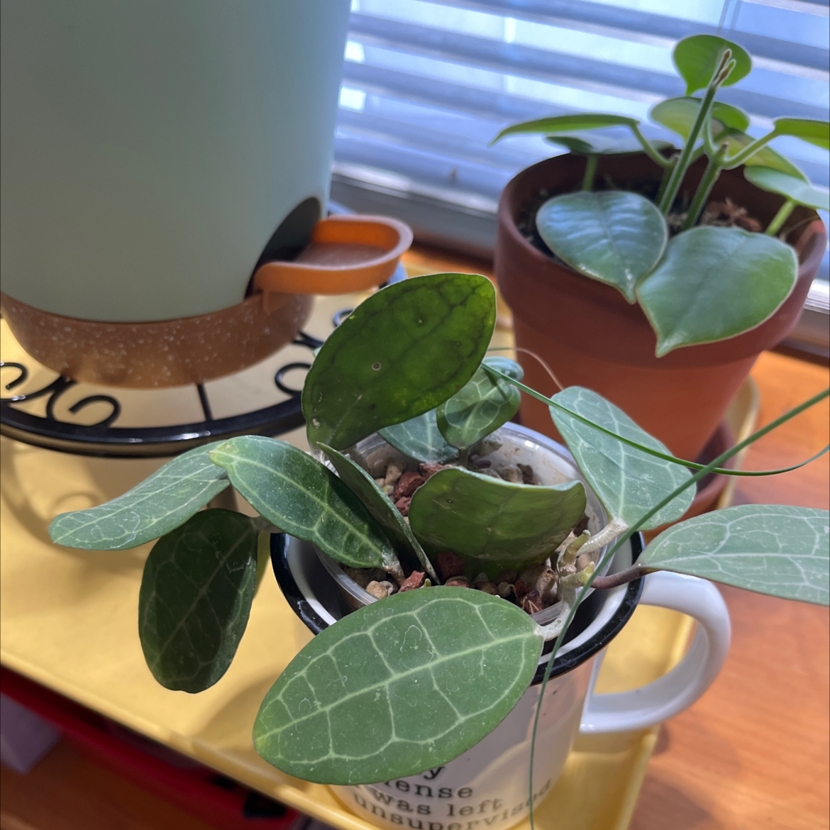 Photo of the plant species Hoya elliptica by @HipAnahaw34 named Lippy on Greg, the plant care app