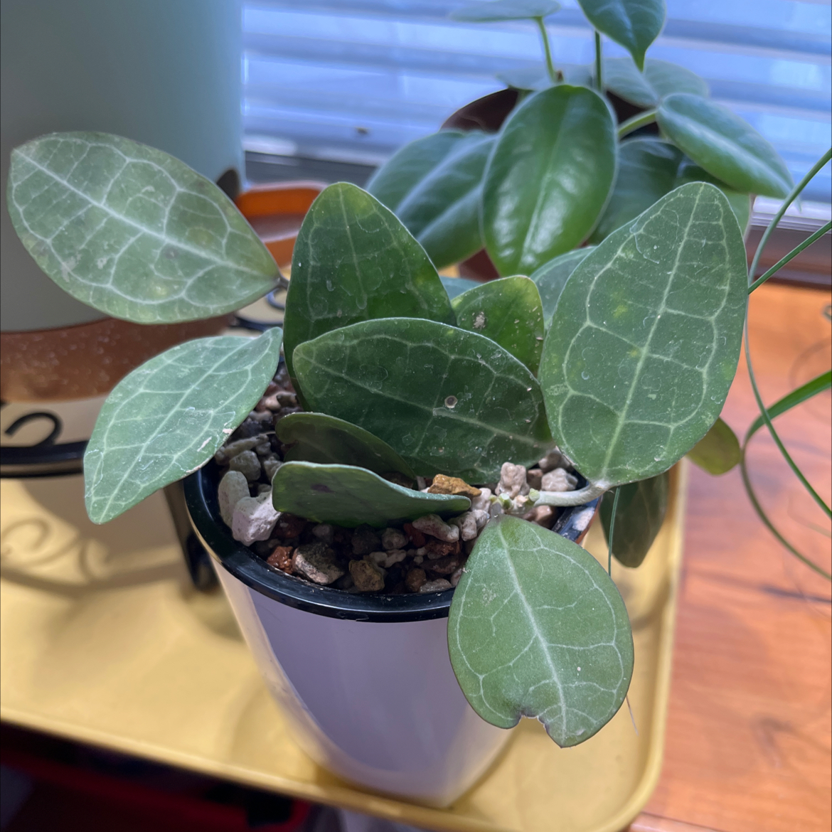 Photo of the plant species Hoya elliptica by @HipAnahaw34 named Lippy on Greg, the plant care app