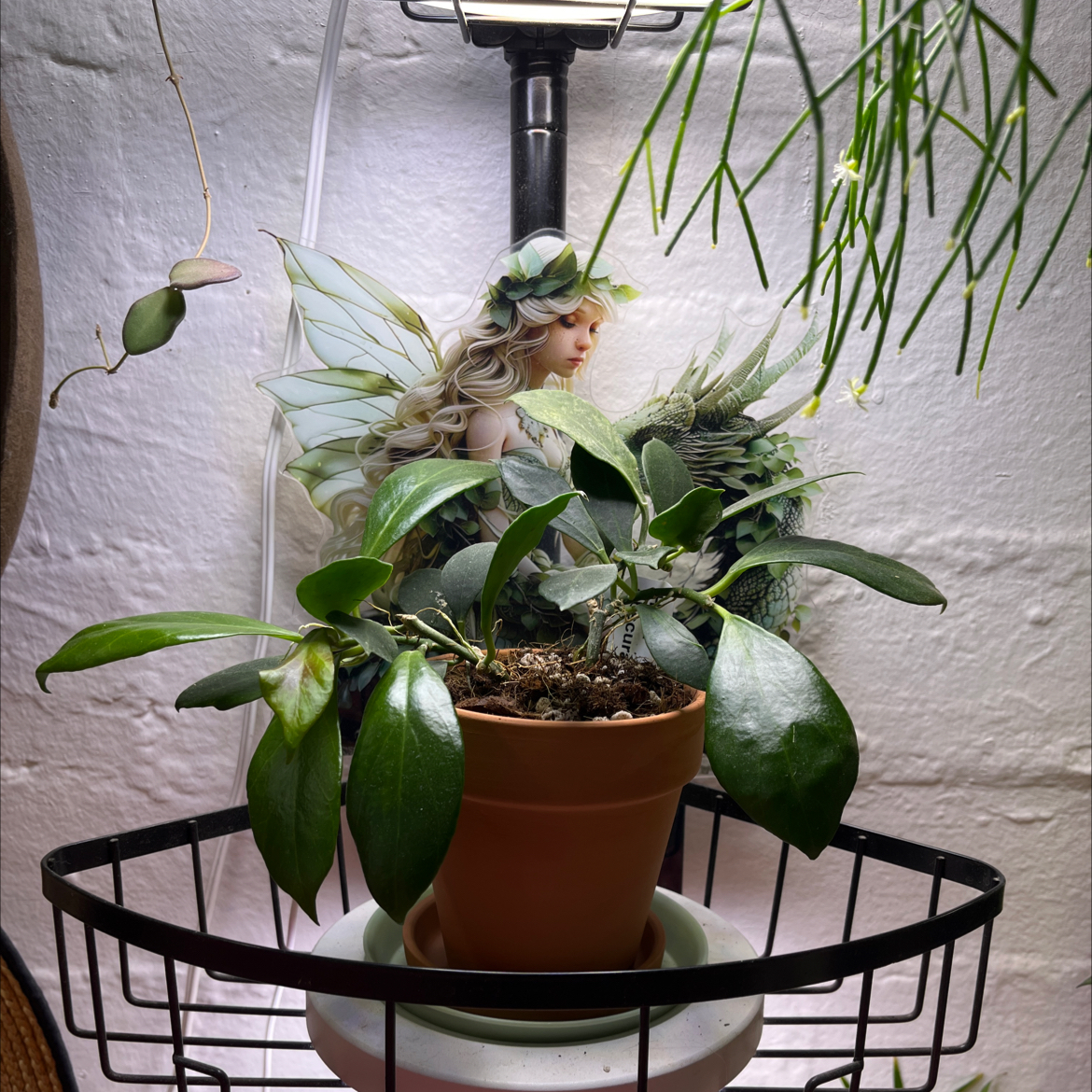 Photo of the plant species Hoya obscura by @HipAnahaw34 named Scooby on Greg, the plant care app