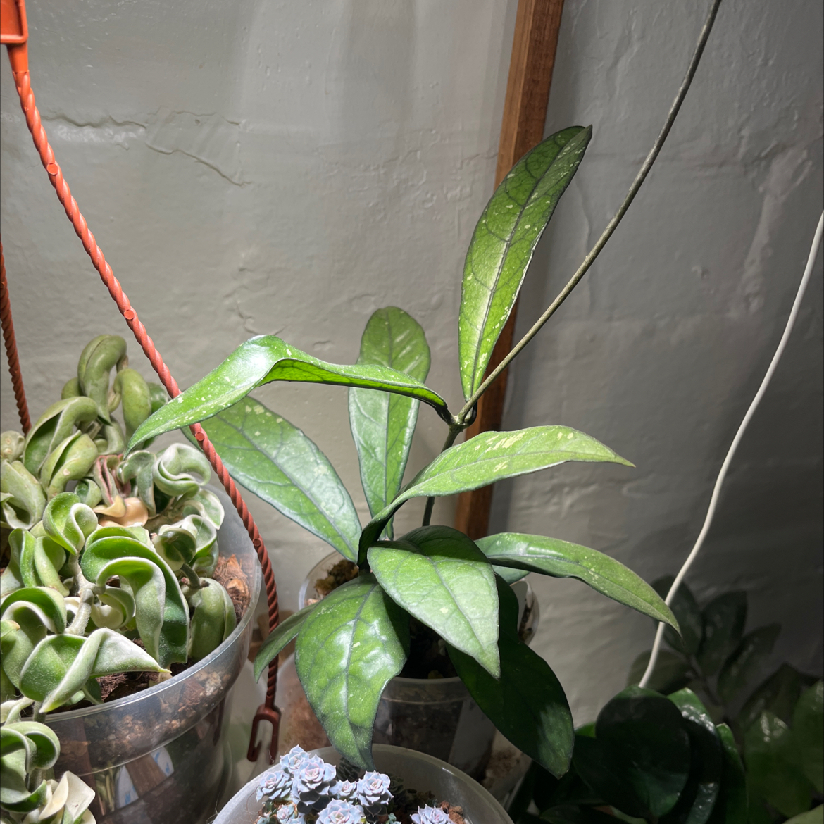 Photo of the plant species Hoya crassipetiolata by @HipAnahaw34 named Cassandra on Greg, the plant care app