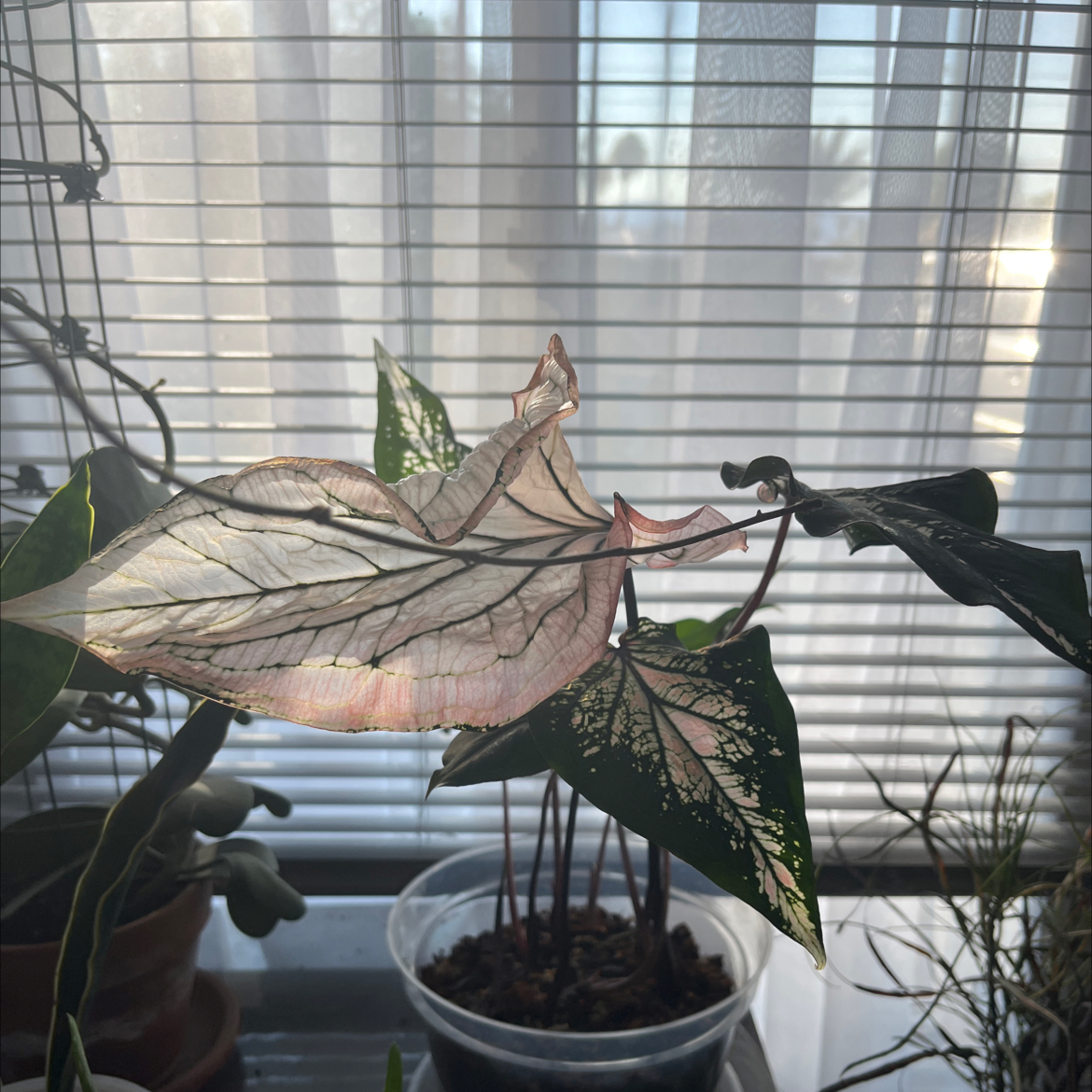 Photo of the plant species Caladium 'Pink Symphony' by @HipAnahaw34 named The Pinkies on Greg, the plant care app