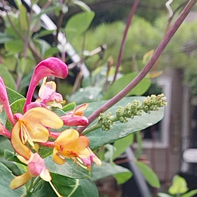 Photo of the plant species Etruscan Honeysuckle by @QuotableLentil named Kylie on Greg, the plant care app