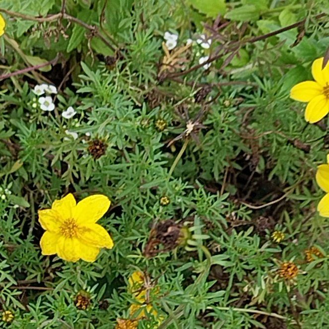 Photo of the plant species Whorled Tickseed by @QuotableLentil named Dax on Greg, the plant care app