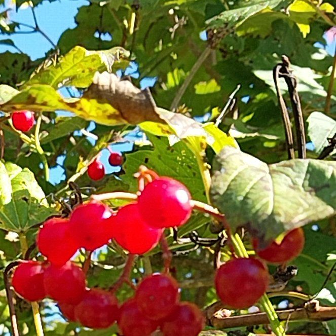 Photo of the plant species American Cranberrybush Viburnum by @QuotableLentil named Planty on Greg, the plant care app