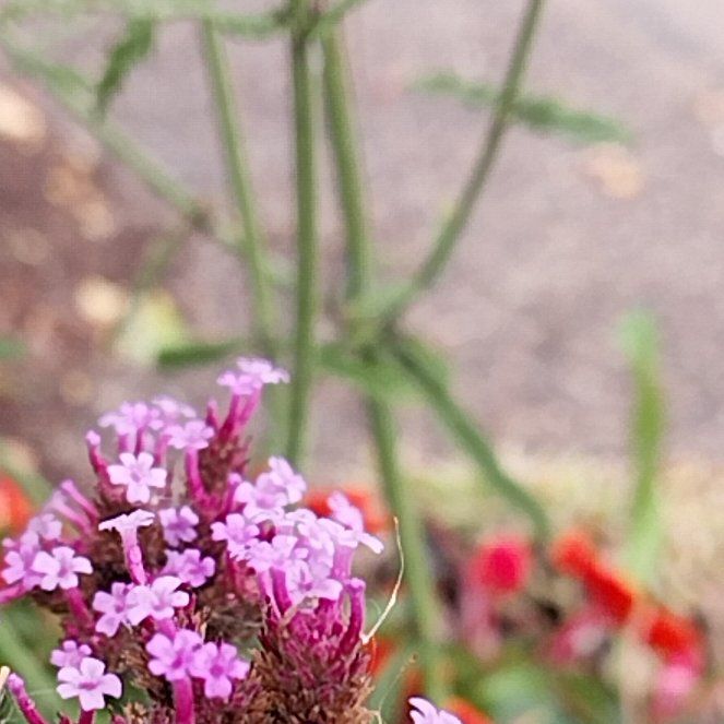 Photo of the plant species Tall Verbena by @QuotableLentil named Apollo on Greg, the plant care app