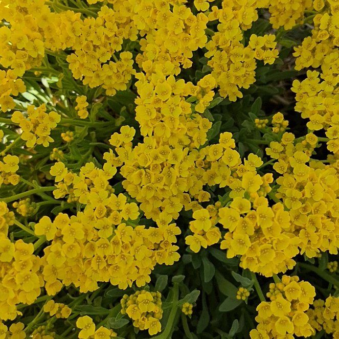 Photo of the plant species Basket of Gold by @QuotableLentil named Lebron on Greg, the plant care app