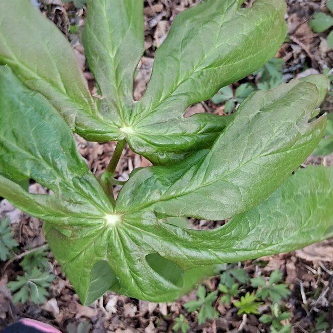 Photo of the plant species Mayapple by @QuotableLentil named Baesil on Greg, the plant care app